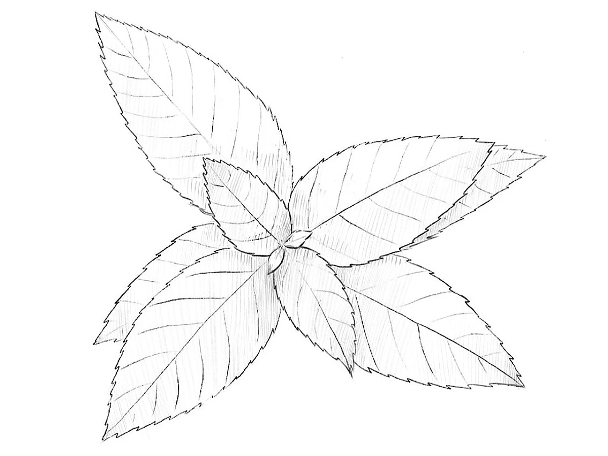 Finished mint drawing with serrated leaves, visible veins, and light hatched shadows.