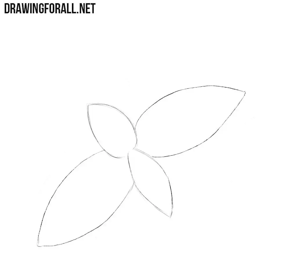 Sketching four overlapping mint leaves arranged around a common center.