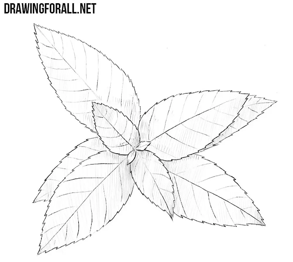 Adding broad light hatching to the overlapping mint leaves.