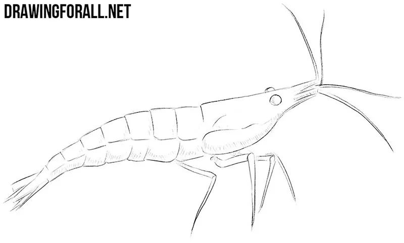 Shrimp drawing