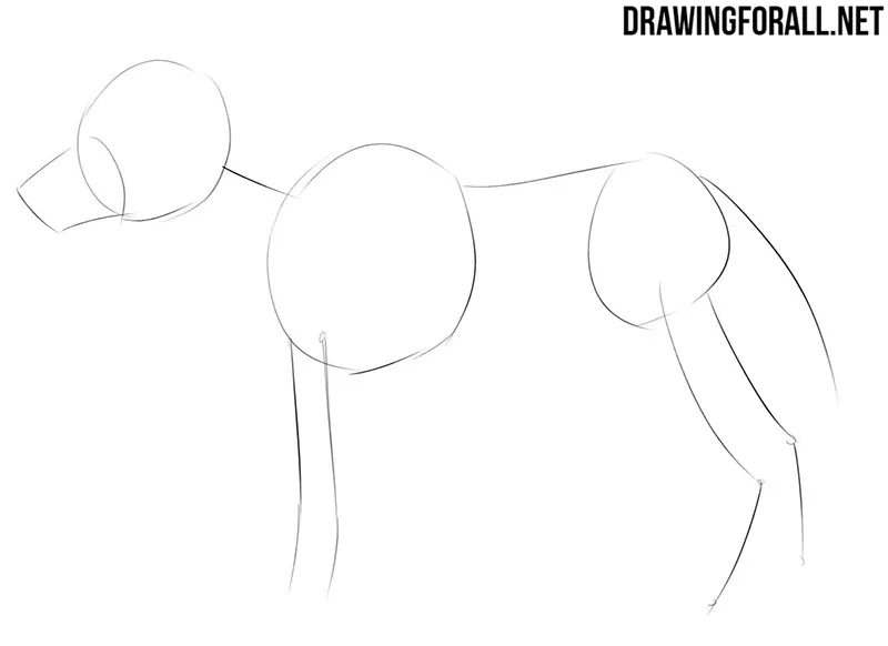 How to Draw an Anime Animal