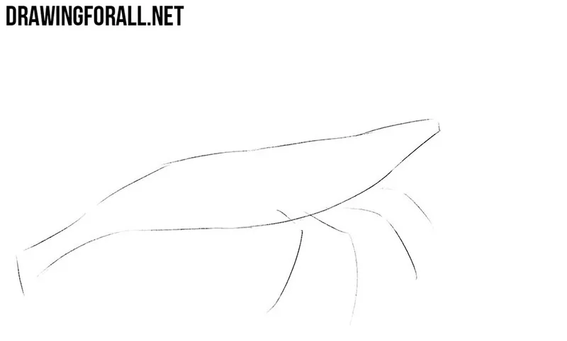 Shrimp drawing tutorial