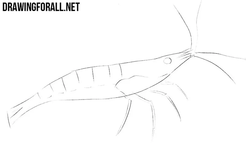 How to draw a shrimp step by step