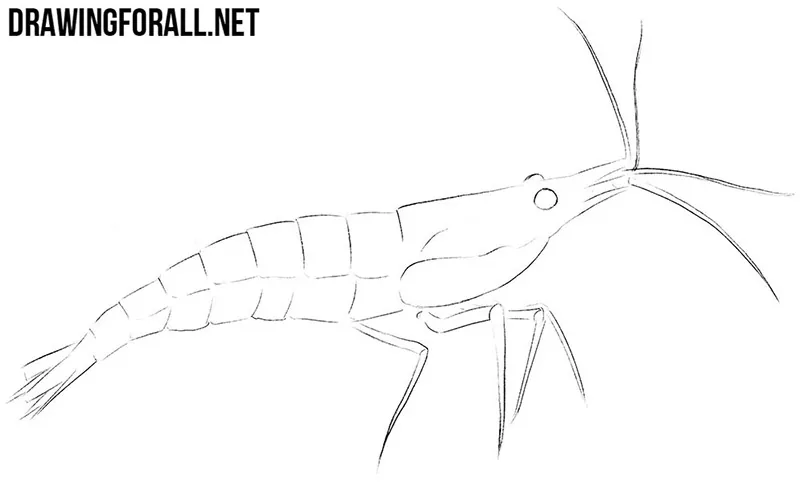 How to sketch a shrimp easy