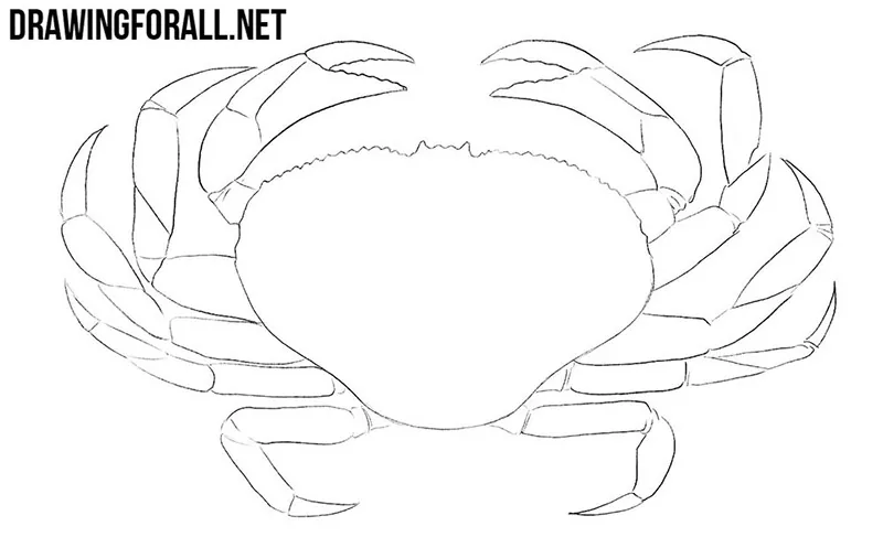 crustaceans drawing