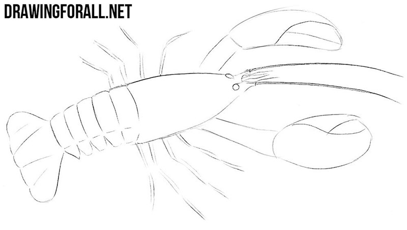 How to draw a lobster