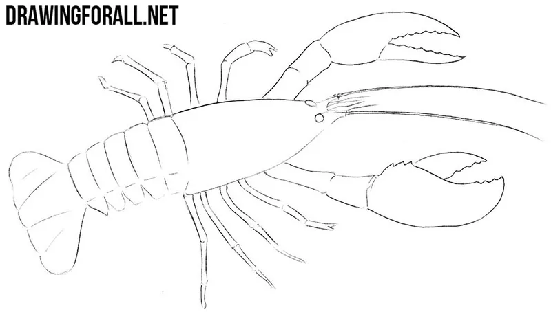 How to draw an astacus astacus