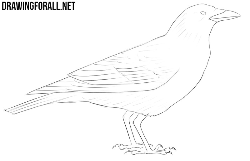Crow drawing tutorial