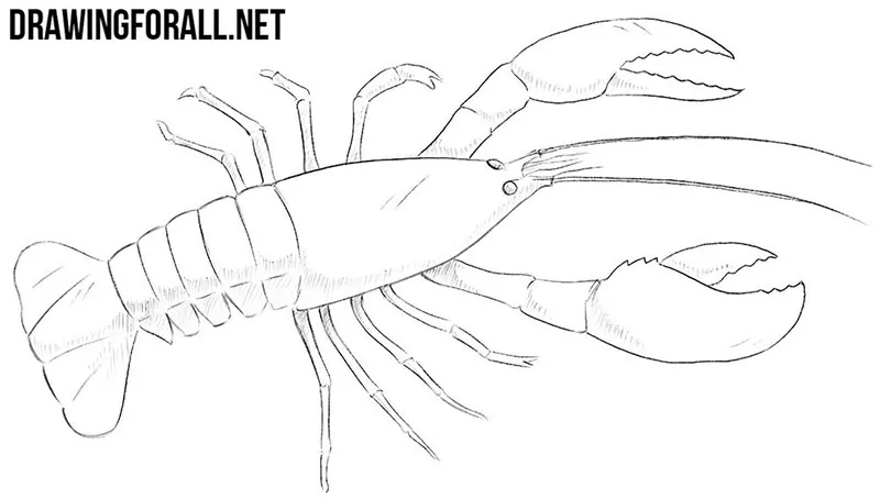 How to draw a crayfish