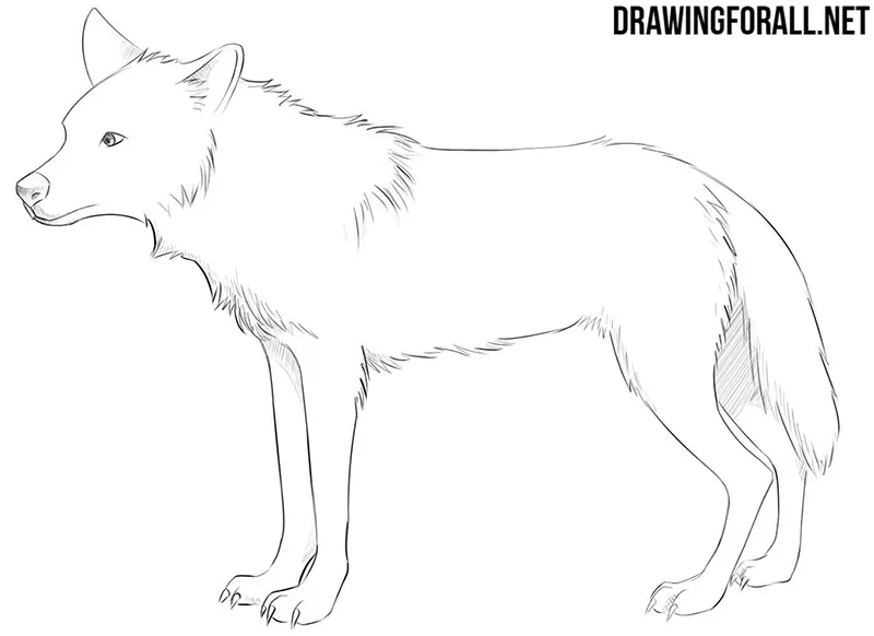 how to draw a anime wolf