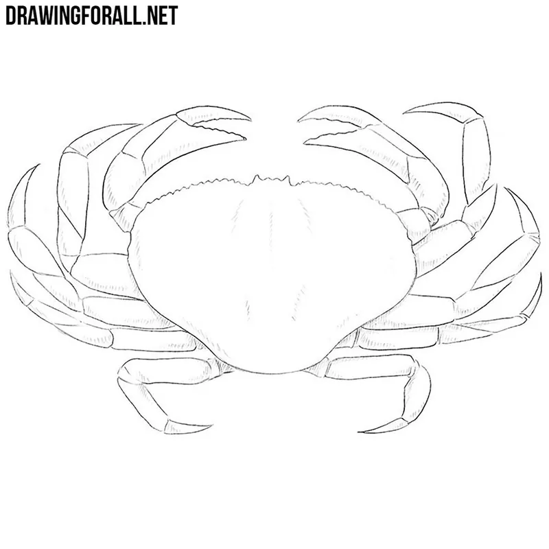 crustaceans drawing