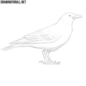 How to draw a crow