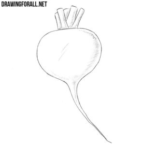 How to draw a radish