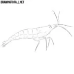 How to Draw a Shrimp