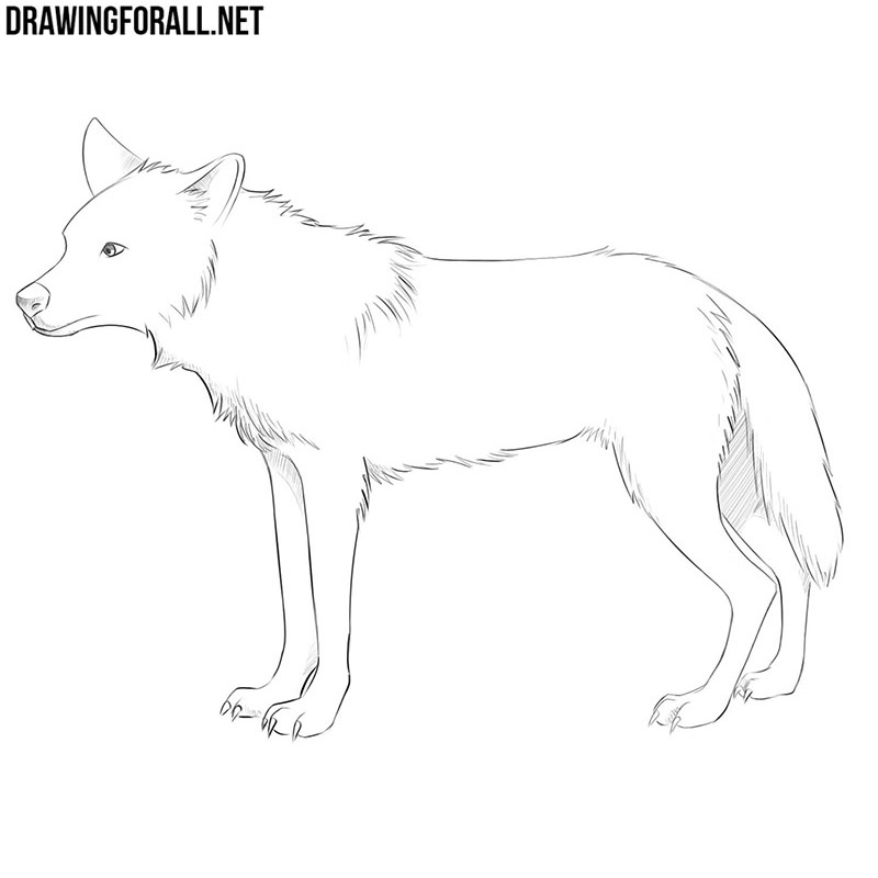 how to draw a anime wolf