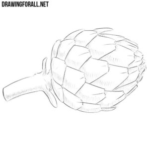 How to draw an artichoke