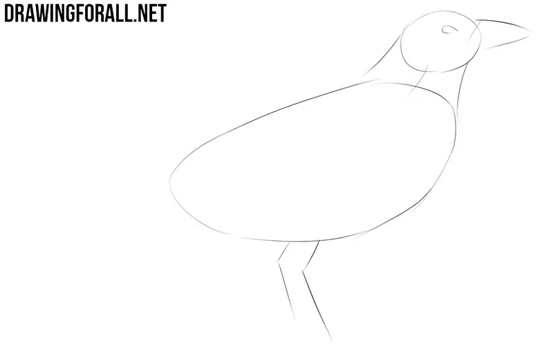 Adding the crow’s eye, large pointed beak, and smooth neck contours.