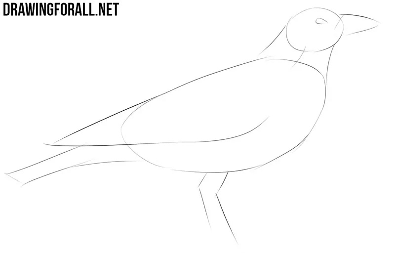Sketching the crow’s long wing and the general shape of the tail.