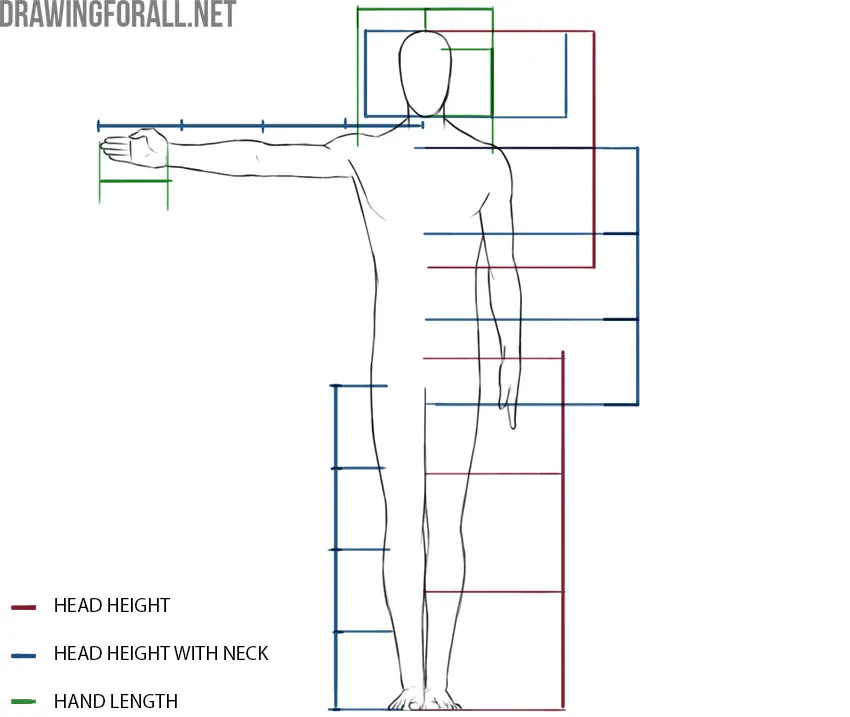 Human body proportions measured using head height, head with neck, and hand length.