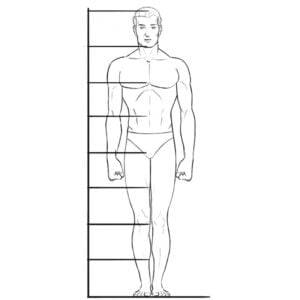 human proportions