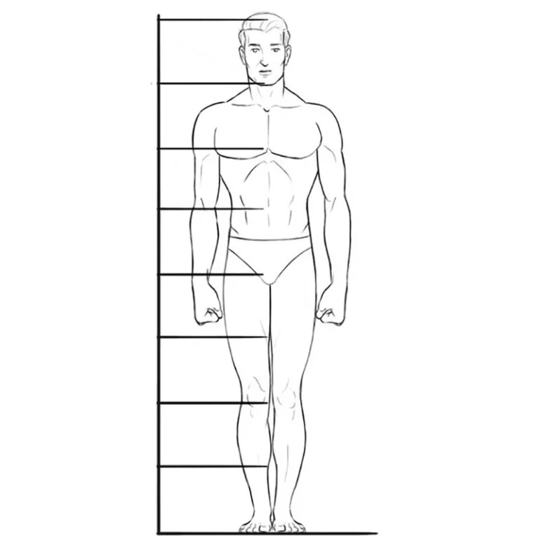 human proportions