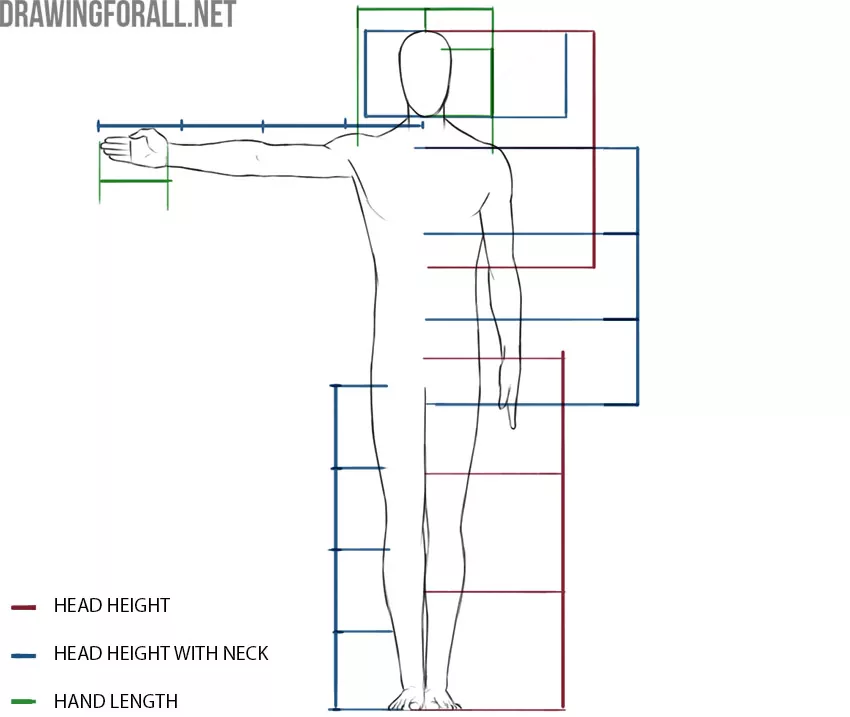 human proportions in drawing