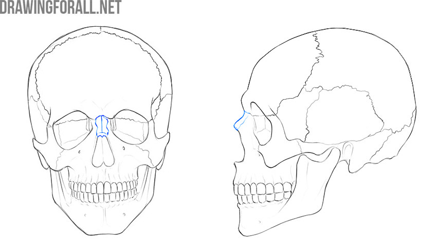 Nasal Bone
