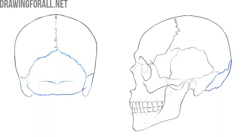 Occipital Bone