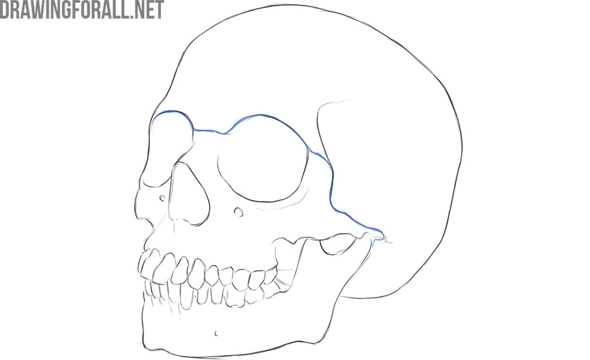 Human skull divided into the cranial and facial portions.
