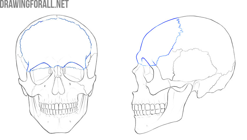 Frontal bone shown in blue on front and side views of the skull.