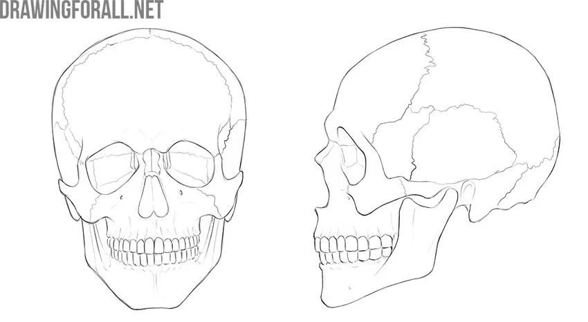 Human skull anatomy shown from the front and side.