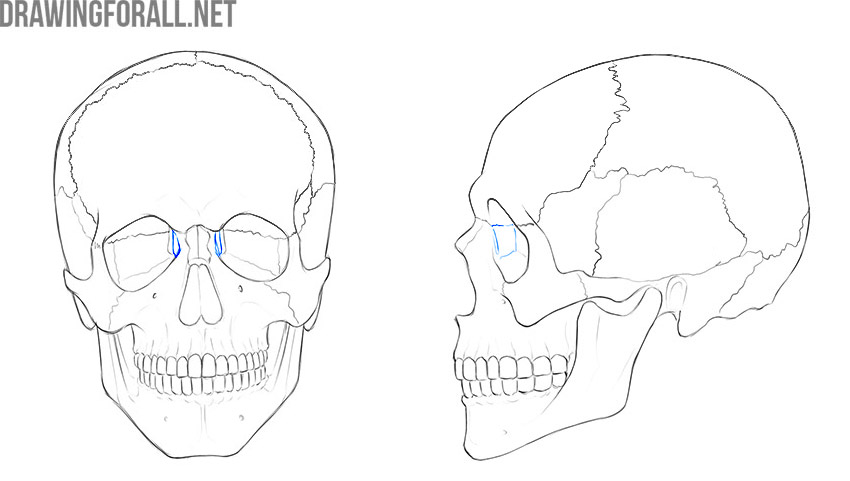 Lacrimal bones shown on the inner walls of the eye sockets.