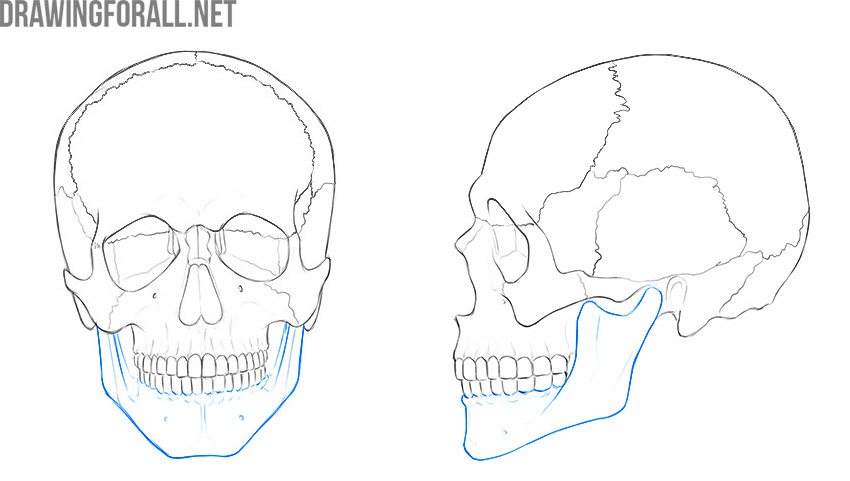 Mandible highlighted along the lower jaw in front and side views.