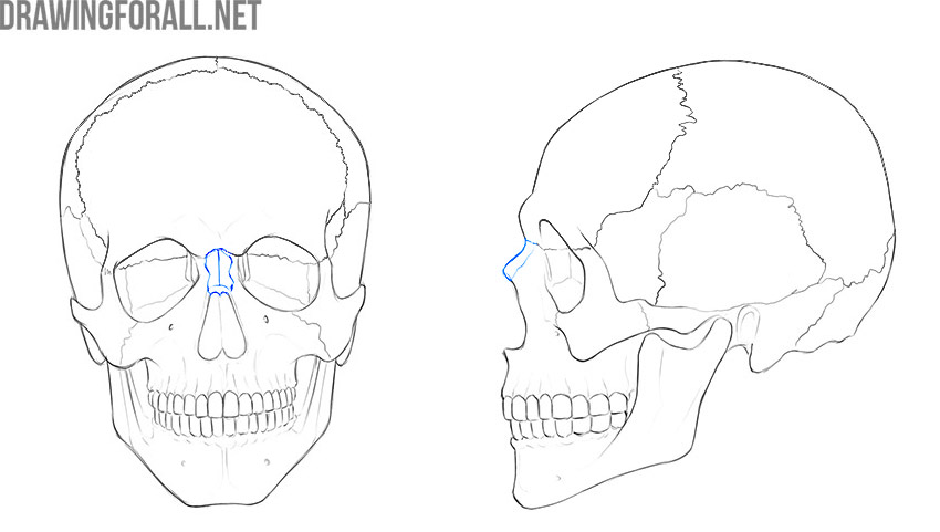 Nasal bones highlighted along the bridge of the nose.