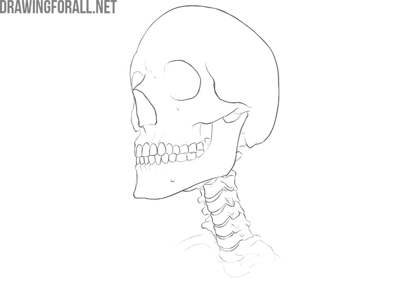 neck bones anatomy