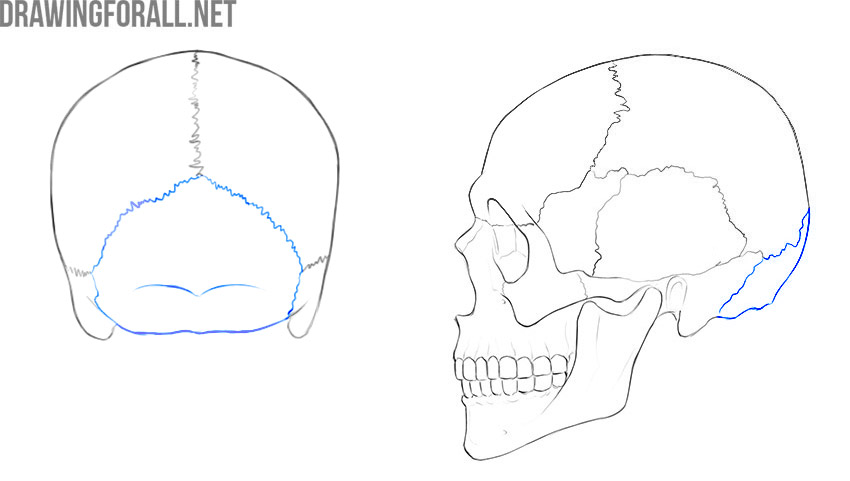 Occipital bone shown in blue on rear and side views of the skull.
