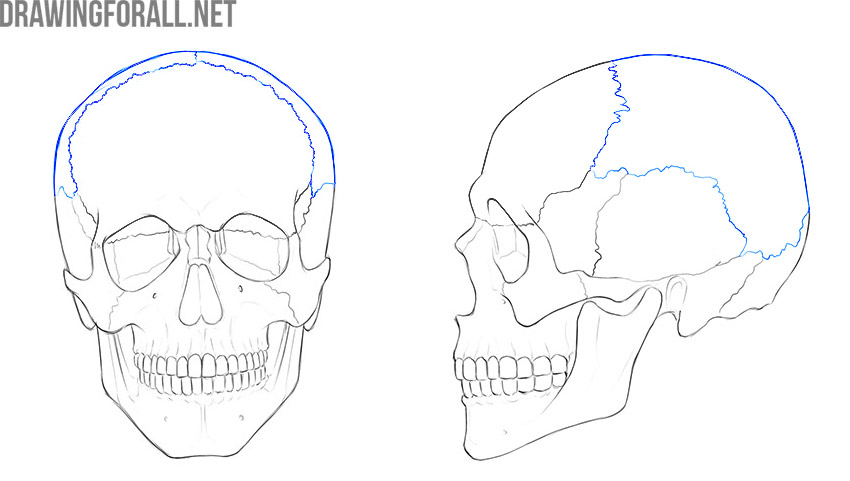 Parietal bones marked in blue on front and side views of the skull.