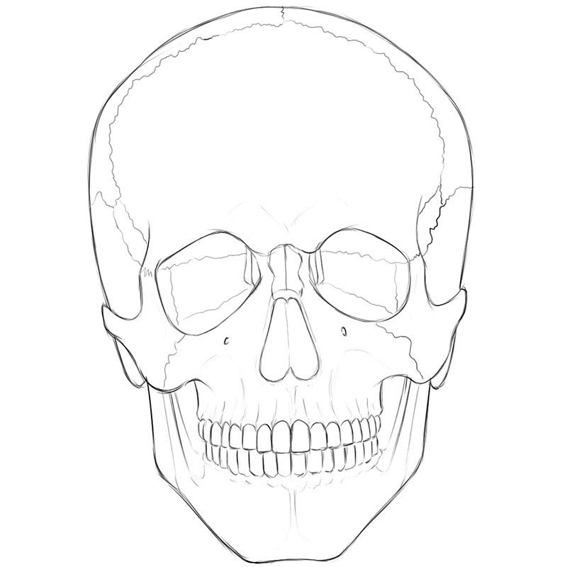 Skull Anatomy | Drawingforall.net