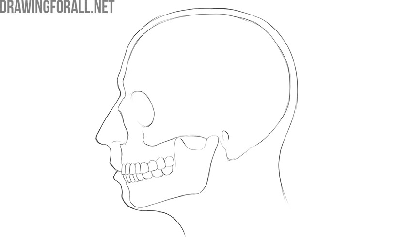 Side view of the human skull within the outline of the head.