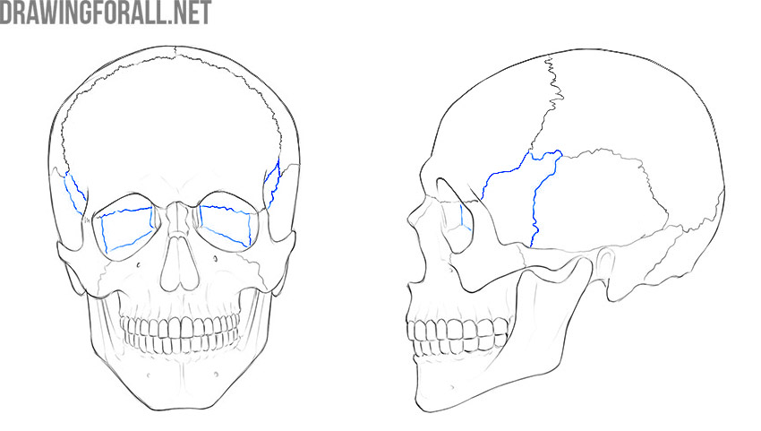 Sphenoid bone shown in blue around the orbit and side of the skull.