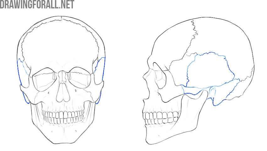 Temporal bone marked in blue on front and side views of the skull.