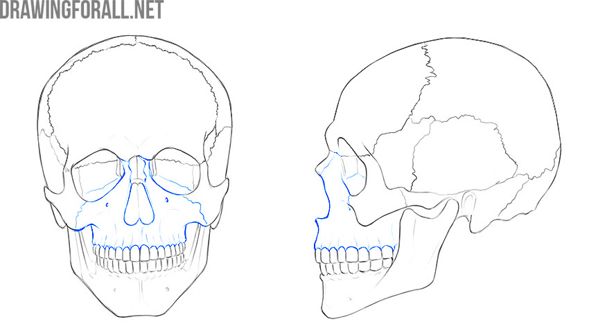Maxilla highlighted around the upper jaw, nose, and lower eye sockets