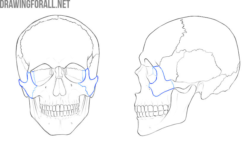 Zygomatic bones shown in front and side views of the skull.
