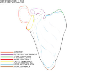 Upper Limbs Skeleton Anatomy