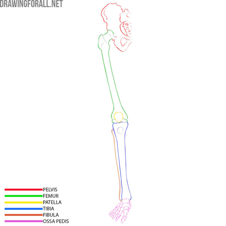 Lower limbs anatomy | Drawingforall.net