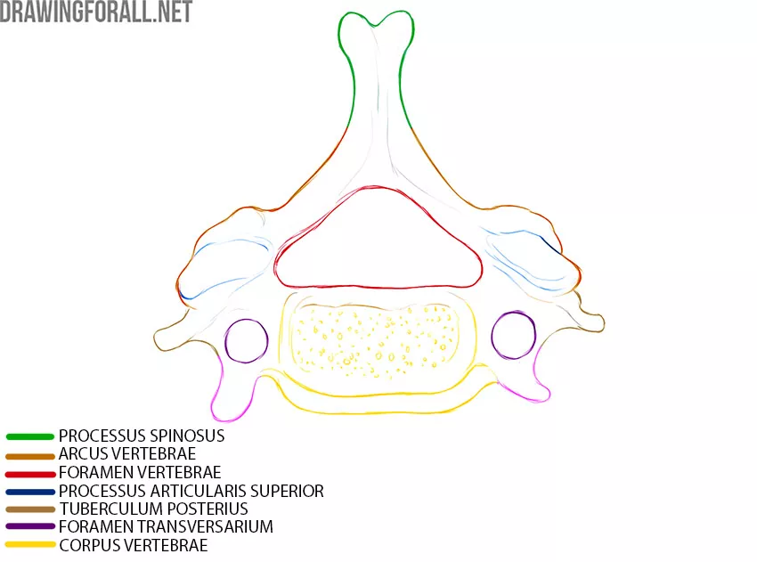 Typical Cervical Vertebrae anatomy