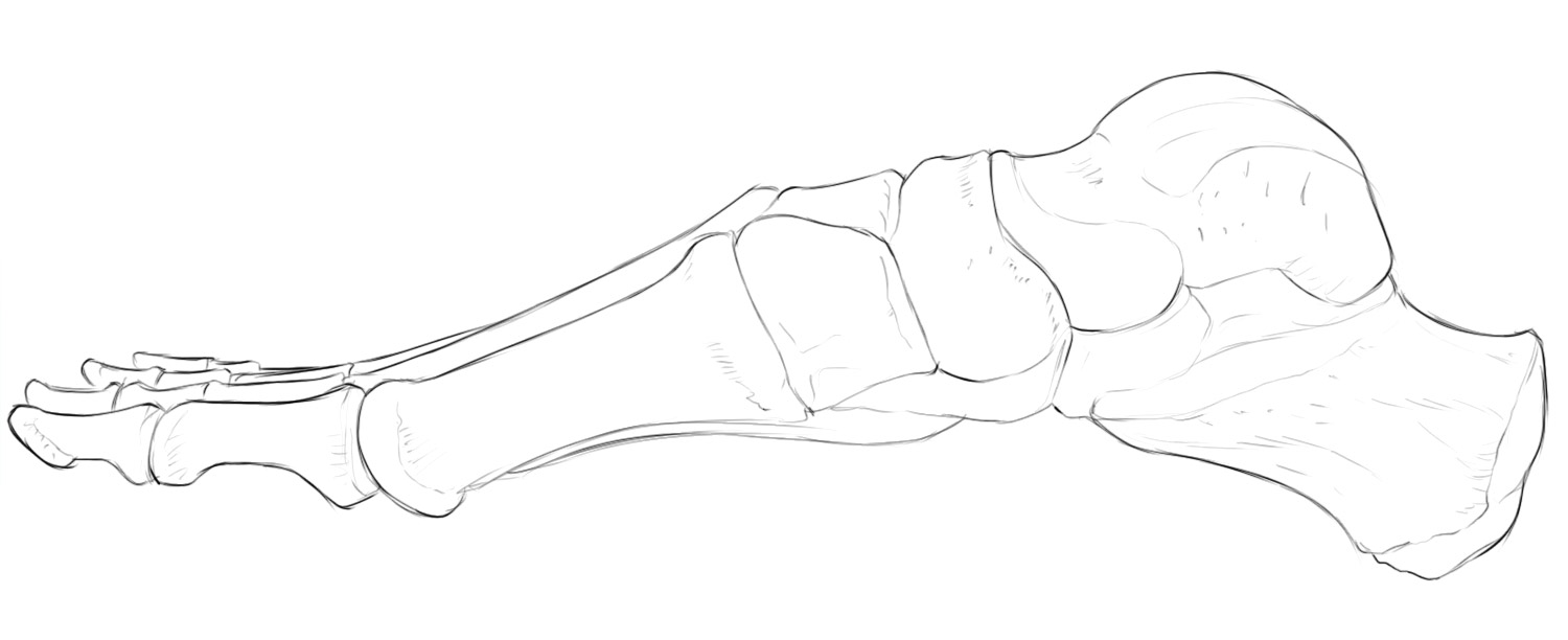 Side view of the foot skeleton showing the longitudinal arch.