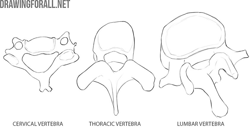Comparison of cervical, thoracic, and lumbar vertebrae.