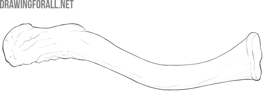Human clavicle shown along its characteristic curved shape.