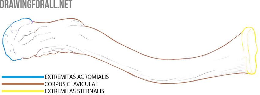 Clavicle anatomy with the acromial end, shaft, and sternal end labeled.